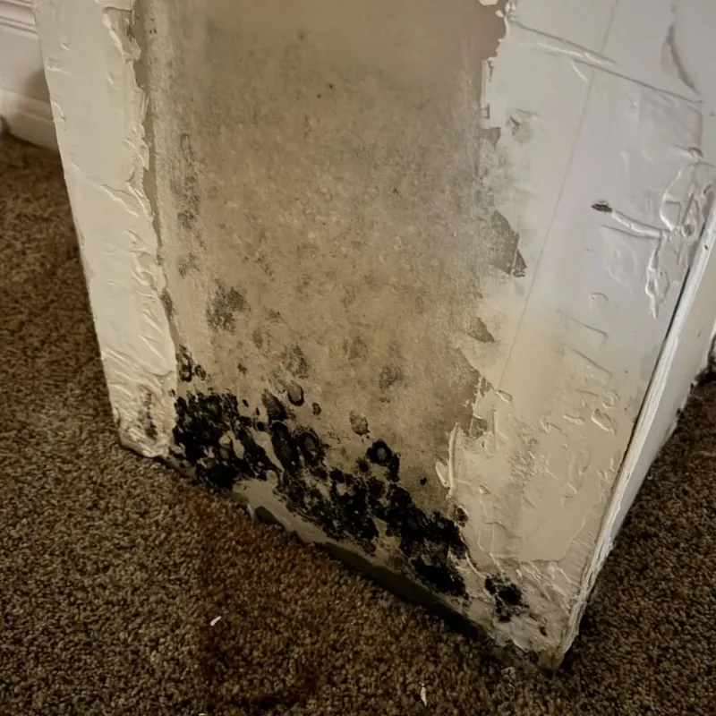 Professional Mold Removal in Todd County, KY